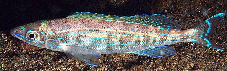 Spicara smaris_008